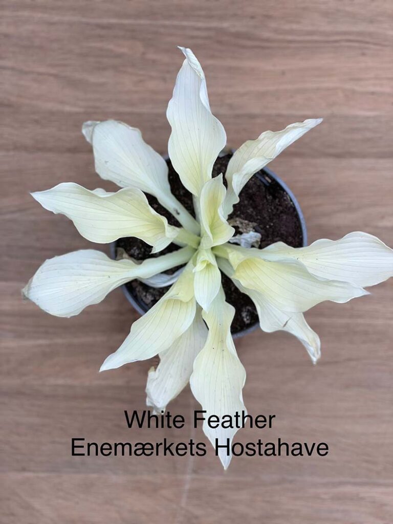 White feather hosta