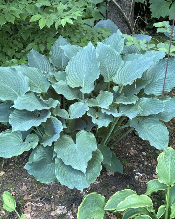 Hosta komodo dragon