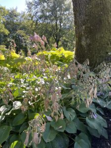 Før vi har klippet blomster af vores hostaer