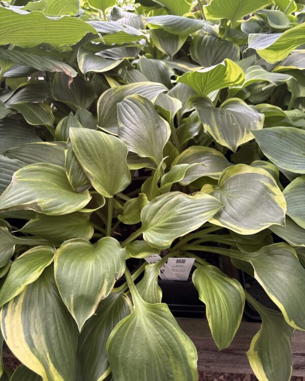 Reflections(Medium/large)