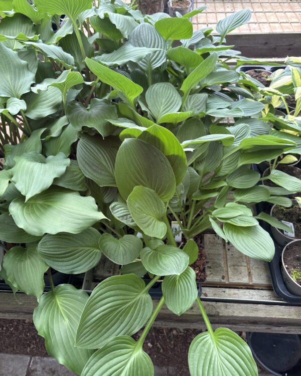 Elephant Burgers(Medium)