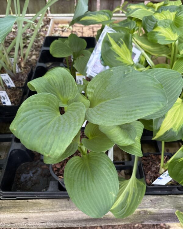 Edge of Night(Large)