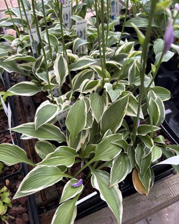 Tsugaru Komachi Fukurin(Small)