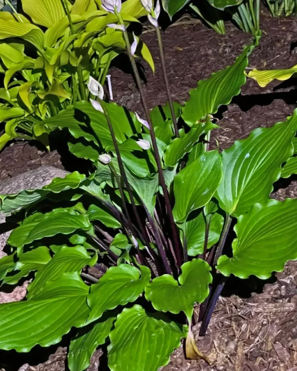 Bricks'n Ivy(Medium)