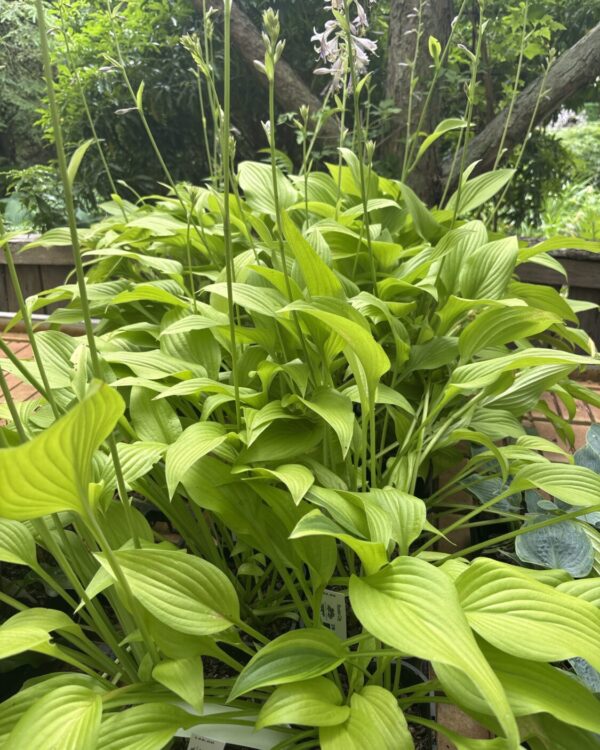 Rocket City(Small/Medium)