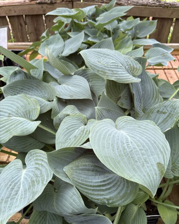 Tarheel Blue(Small/Medium)