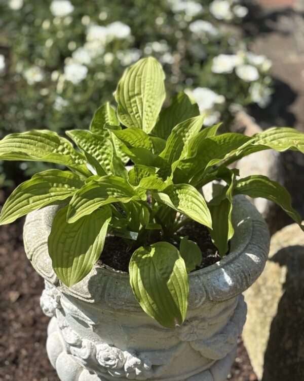 Puddles and Bumbs(Medium)