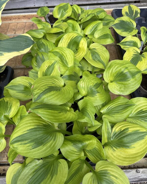 Summer Breeze(Medium)