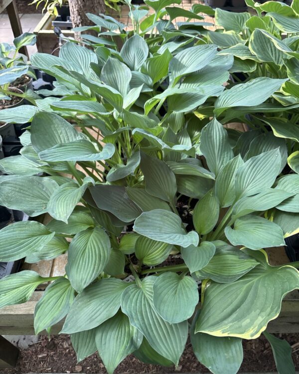 Ventricosa 'Aureomaculata'(Medium-Large)
