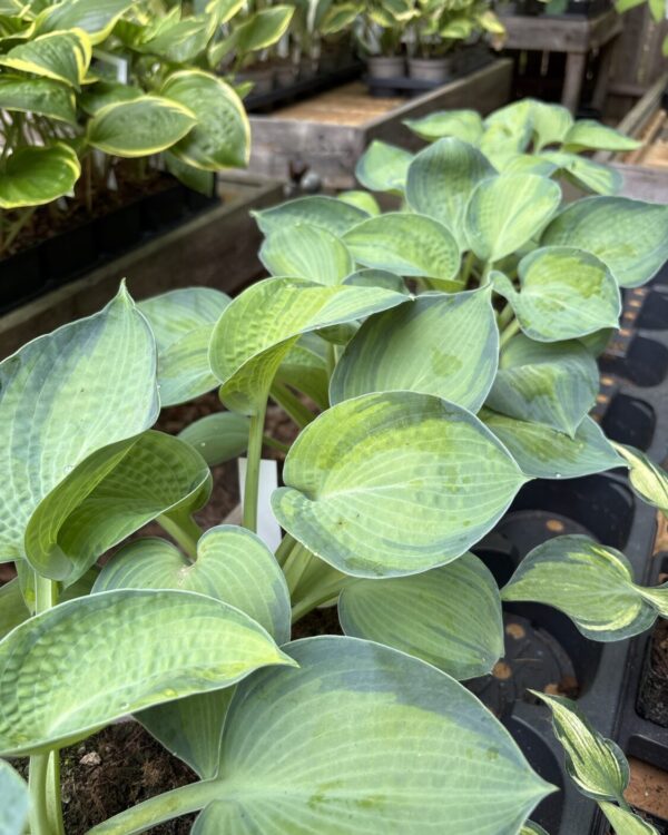 Tokudama Aureonebulosa(Medium)