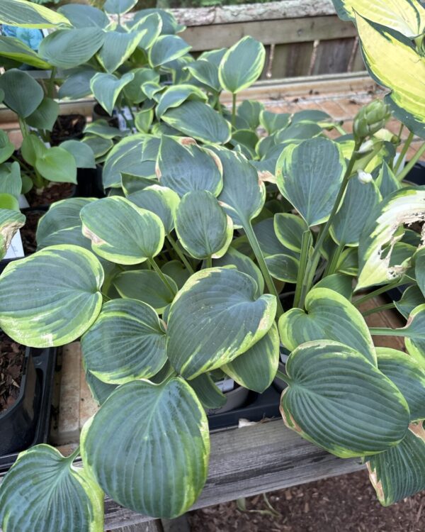 Olive Bailey Langdon(Large)