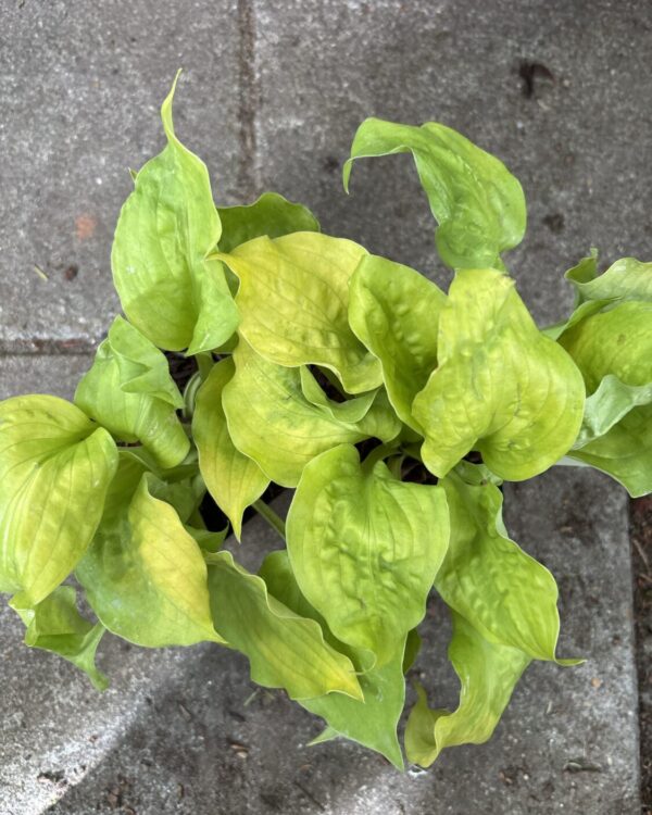 Fluff and Puff(Small/Medium)