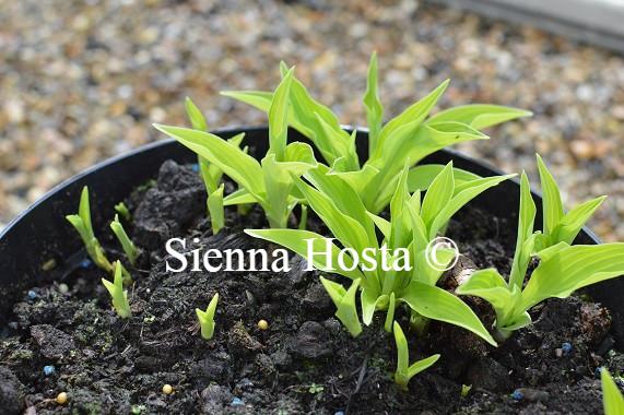 Ground Sulphur(Small)