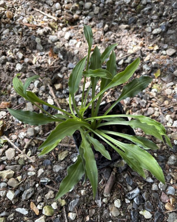 Dragon Scales(mini/Small)