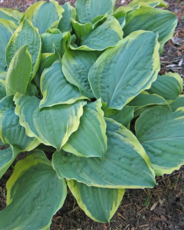 All Aflutter (Medium)