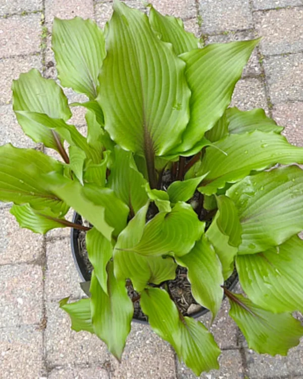 Holar Sunset Cobra(Medium)