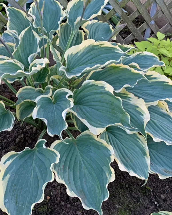 Hope Springs Eternal