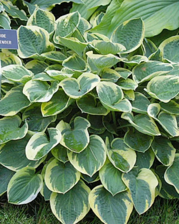 Lakeside Legal Tender(Small)