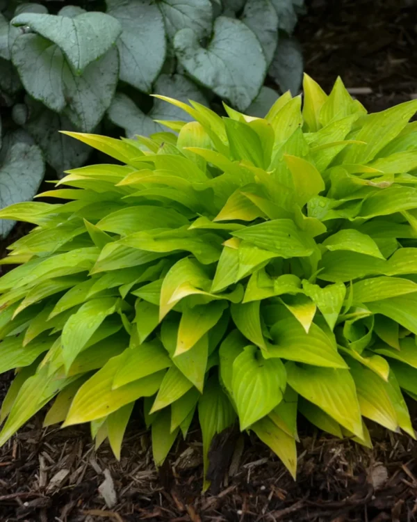 Munchkin Fire(Small)