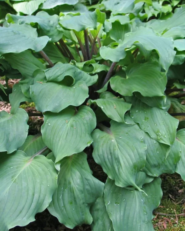 Night Flight(medium-large)