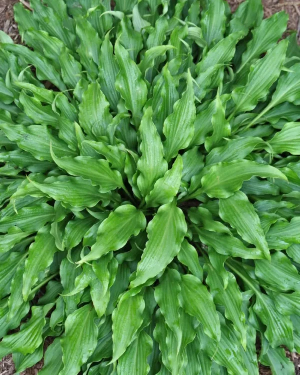 Tongue Lashing(Small)