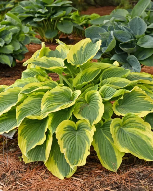 Trendsetter(Medium-Large)