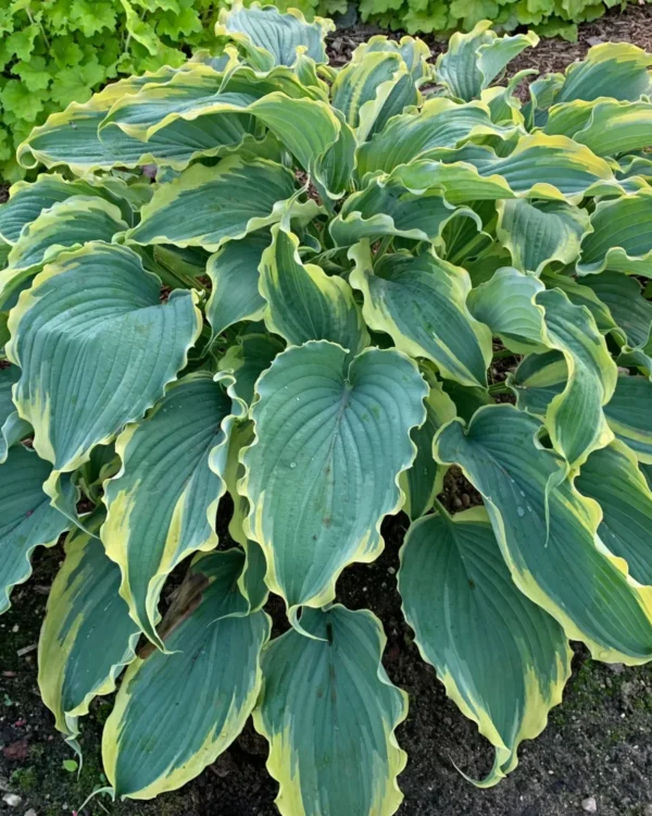 Voices in the Wind(L-XL)