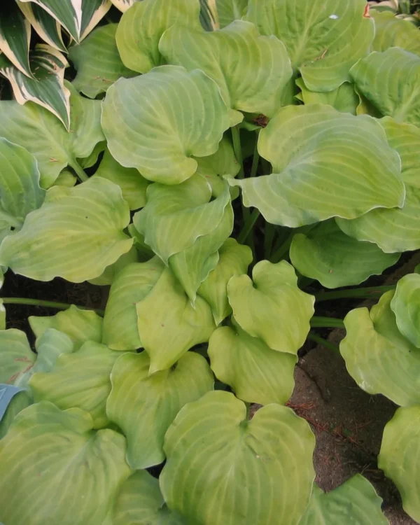 Wizard's Illusion(Small-medium)