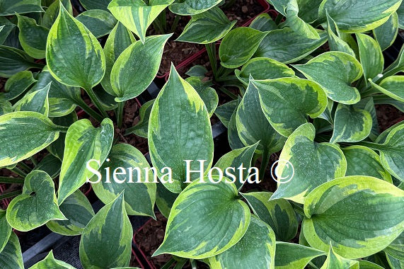 Green Patriot(Large)