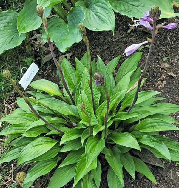 Red Zeppelin(Medium)