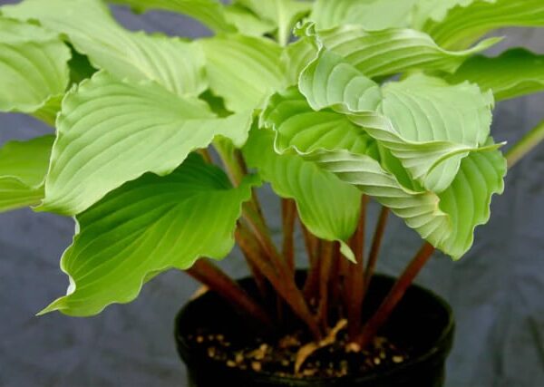 Shimmy Shake(Medium)