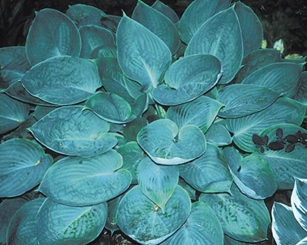 Silver Moon (small-medium)