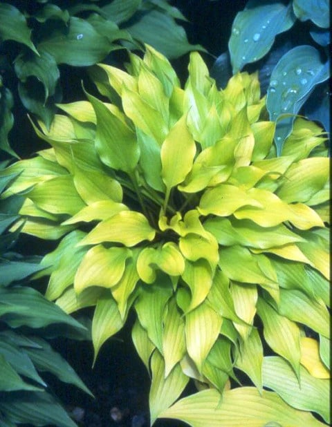 Tiny Bubbles(Small/Medium)