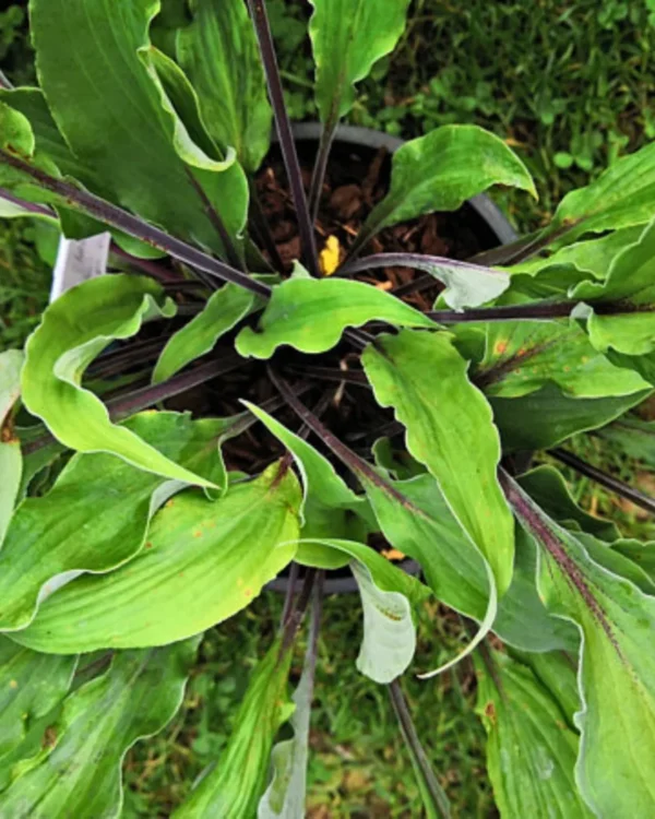 Chris' Black Ruffles(Medium)