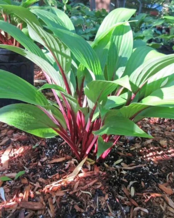 Considering Concordville(Medium)