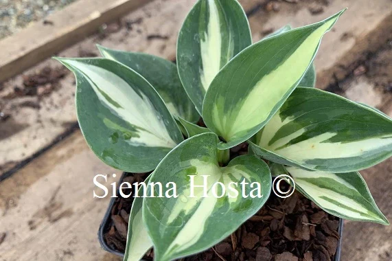 Bounty(Small-Medium)